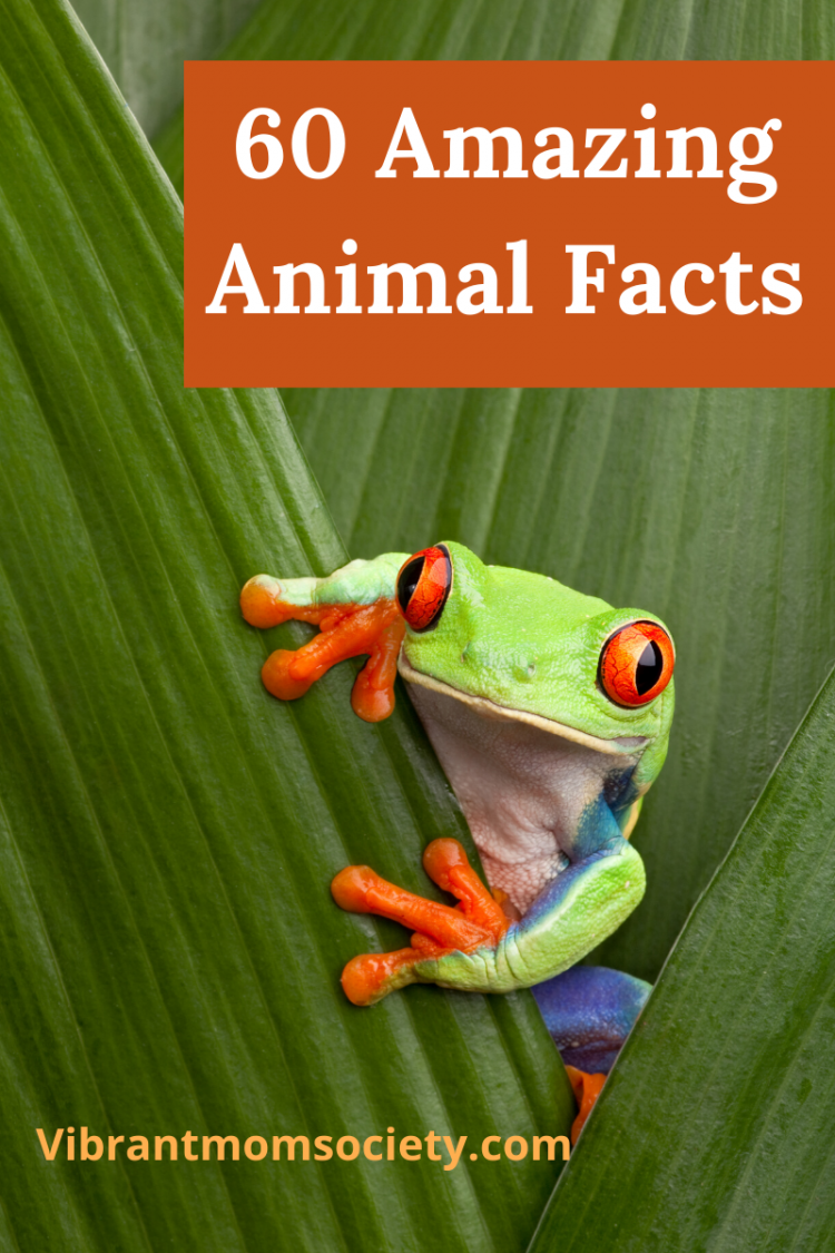 60 Amazing Animal Facts For Kids | Vibrant Mom Society